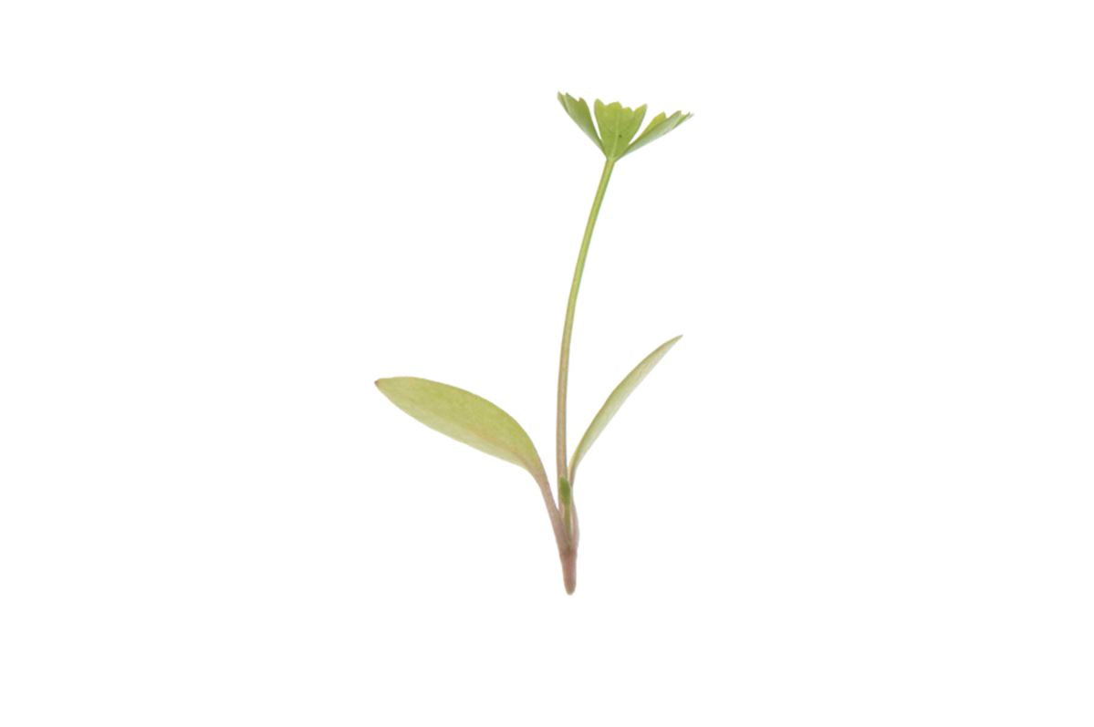 Parsley – Microgreen Seed